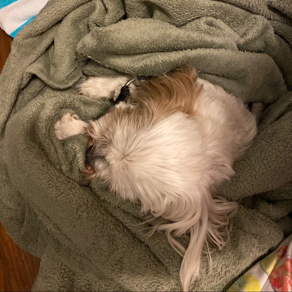 πΎHappy & Healthy Puppy!!!πΎ New Picture Added! - Picture 4 of 7